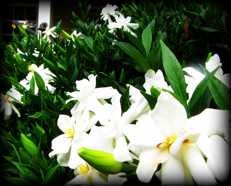 Cluster of white flowers with yellow centers amid green leafy foliage, bright and fresh mood
