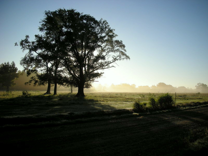 Silhouetted trees in an open field at dawn with misty light and a clear sky, calm and serene mood