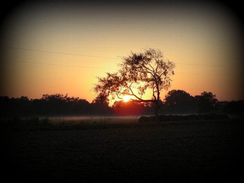 Silhouette of a lone tree against a glowing orange sunrise over a misty field, warm serene mood