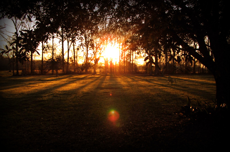 Sunset scene with sunlight streaming through trees casting long shadows across a grassy lawn
