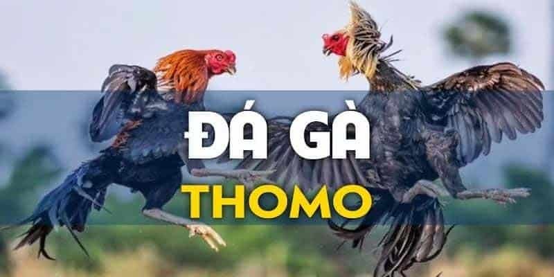 Đá Gà Thomo - Luật Chơi, Cách Đánh Và Mẹo Cược Chính Xác