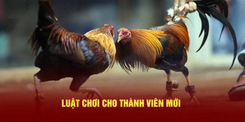 Luật chơi đá gà tại J88 cơ bản cho cược thủ