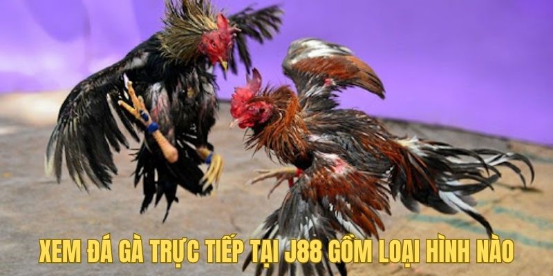 Các loại hình xem đá gà trực tiếp J88