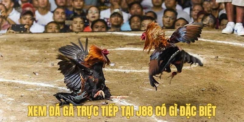 Ưu điểm khi xem đá gà trực tiếp tại J88